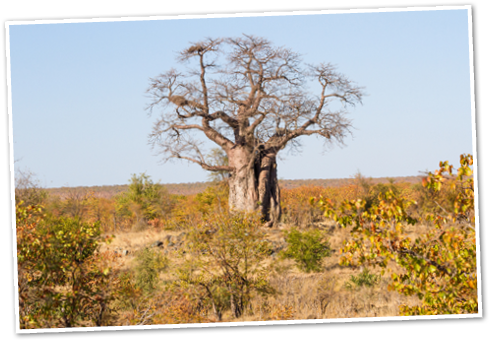 An ancient baobab tree stands strong and leafless in the dry winter of Kruger National Park in South Africa