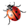 Vector illustration of a ladybird